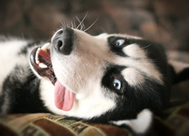 Александр Шпенёв | Красноярск