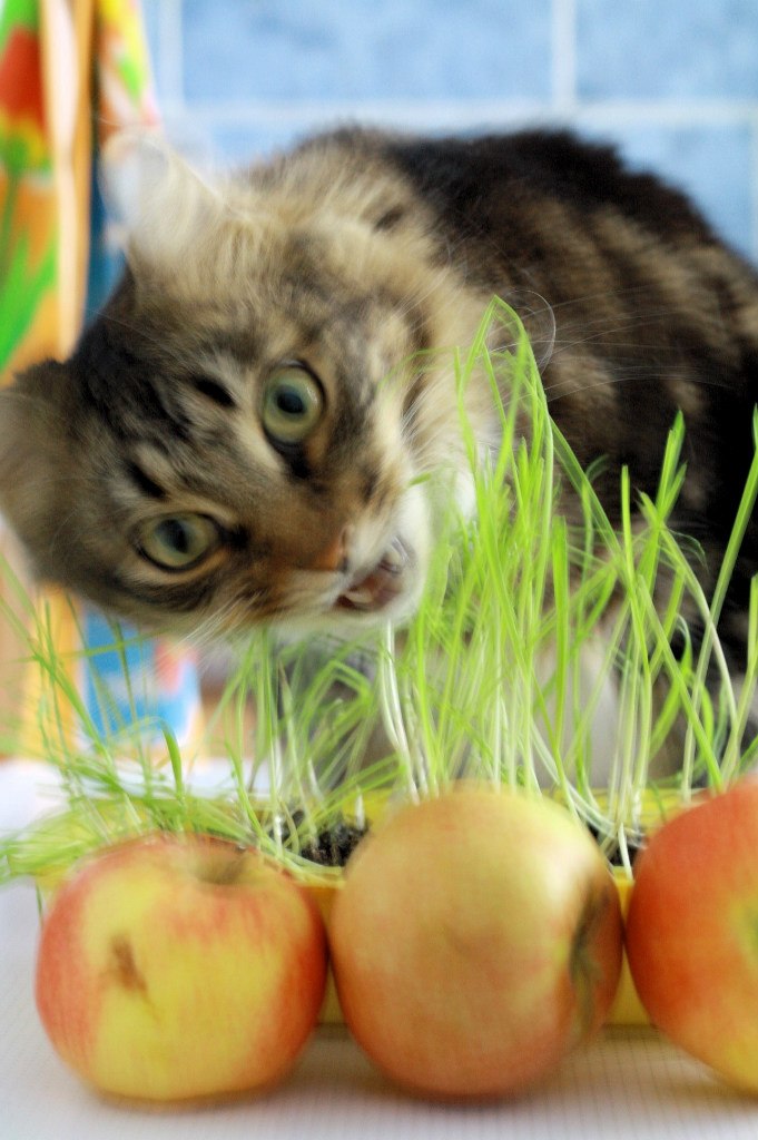 Евгений Владимирович | Североонежск