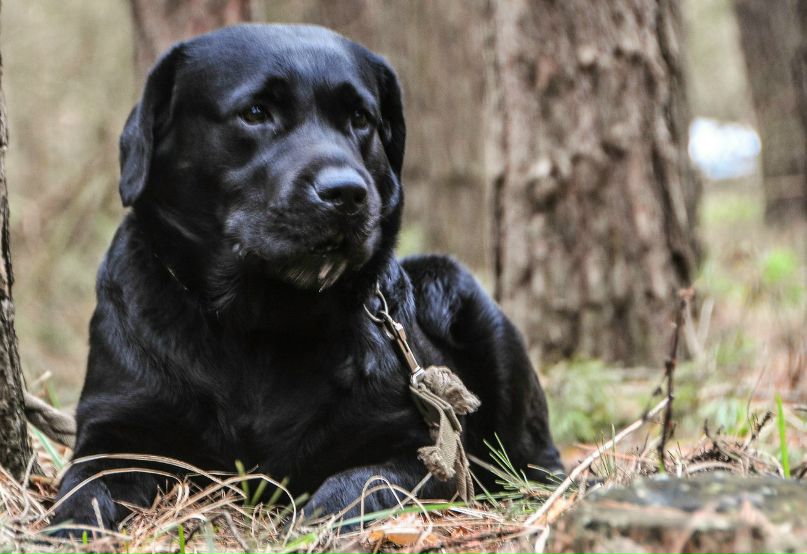 Андрей Косач | Киев