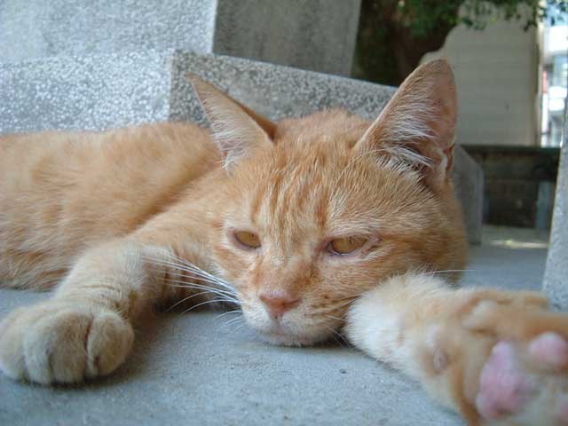 Рустэм Реслер | Уфа