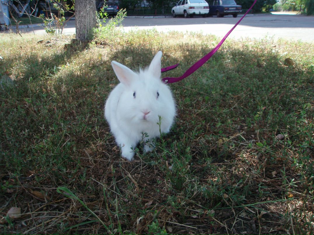 Юлия Чирва | Киев