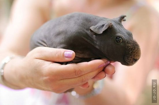 №46, Оксана Леонтьева, 16.09, Санкт-Петербург №46, Оксана Леонтьева, 16.09, Санкт-Петербург