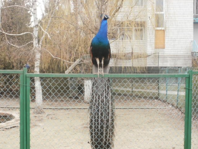 Дмитрий Величко | Кривой Рог