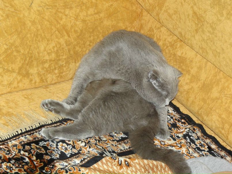 Мария Шумская | Абан