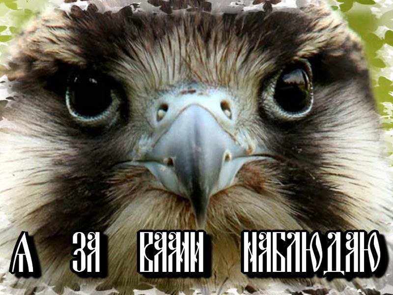 Егор Торгованов | 