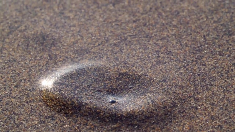 For Pacific Mole Crabs Its Dig or Die Deep