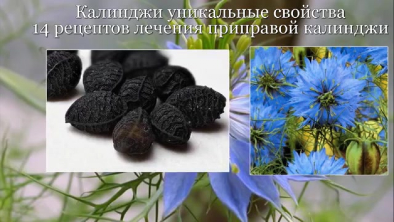 Калинджи уникальные свойства черного тмина, чернушки,
