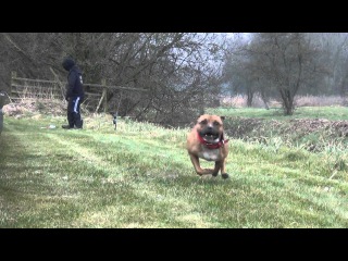 Staffordshire Bull Terrier Sporting Club NL - DSA Tournament 2013 V2