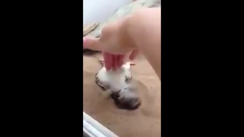 Почеши мне