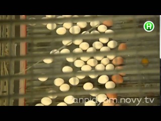 Секреты птицефермы
