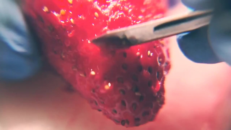 Strawberry Seed Extraction and Nutella