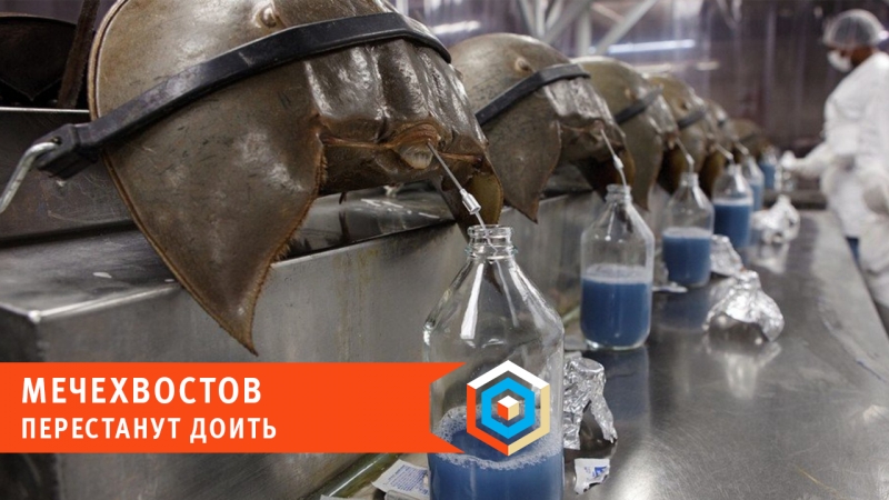 Мечехвостов перестанут