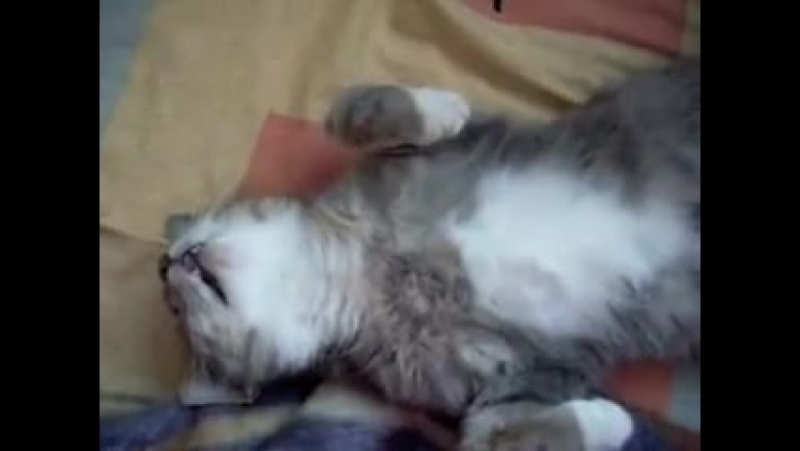 Кот крепко