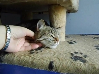 Шпрота!