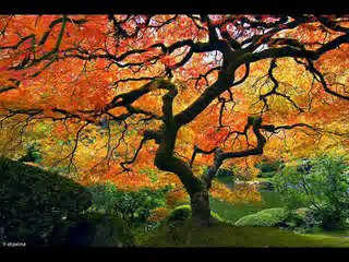 The Ondekoza - Shakuhachi Itsuki No Komoriuta