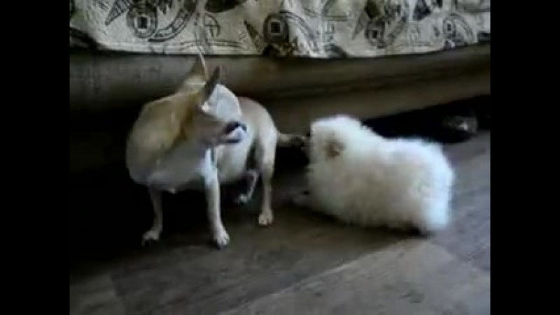 хахаха))) овцешпиц)))Угар порно жесть ахахахаха кот пиздец