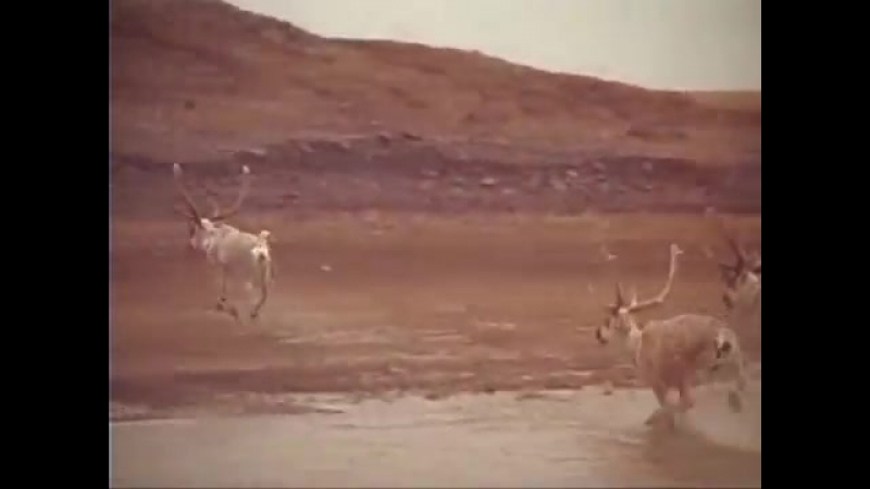 Госпожа Тундра