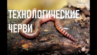 Червь для переработки навоза. Красный калифорнийский червь. Червь старатель. Дендробена.