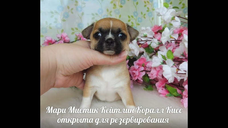 МАРИ МИСТИК КЕЙТЛИН КОРАЛЛ КИСС 1 МЕСЯЦ ОТКРЫТА ДЛЯ