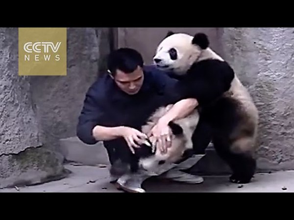 Cute Alert Clingy pandas don t want to take their