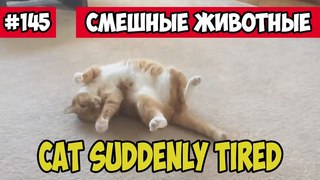 Кот внезапно устал. Смешные животные, подборка 145.