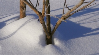 Абрикос Амур на тёрне. Высокая прививка