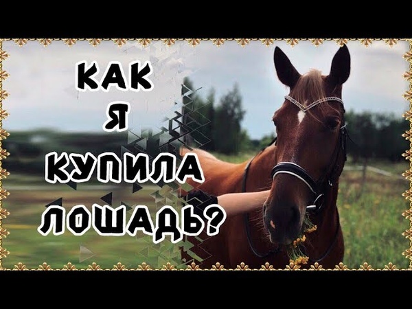 КАК Я КУПИЛА ЛОШАДЬ ,