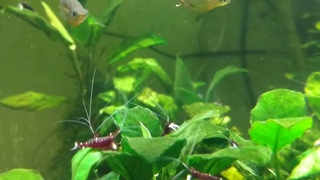 Сулавесские креветки Caridina Dennerle (Cardinal) вместе с оризиасами Вовора