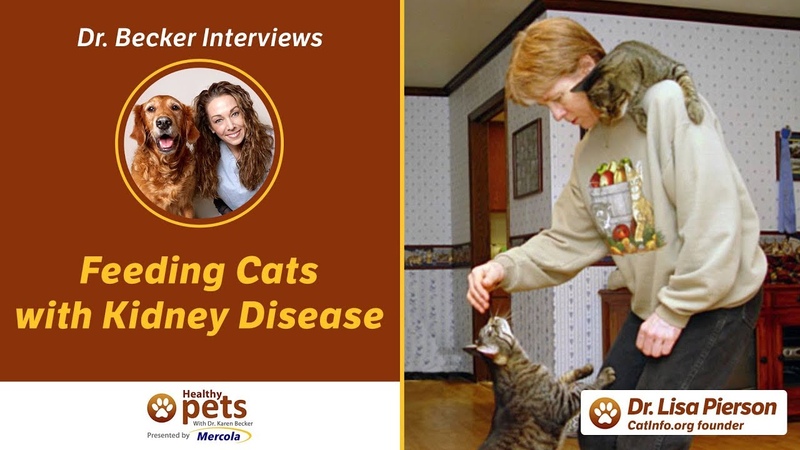 Dr Becker Interviews Dr. Pierson About Feeding Cats with Kidney