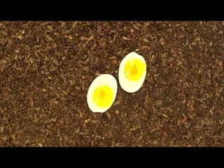Maggots Vs egg| Черная львинка (Hermetia illucens) ест яйцо