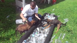 Belgian Malinois Puppies For Sale KNPV Lines