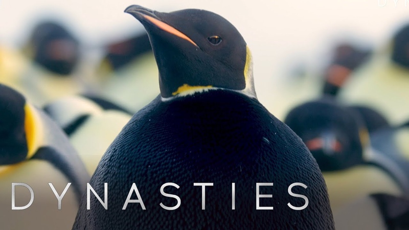 Extremely Rare All Black Penguin Sighting, Dynasties: Behind The Scenes, BBC