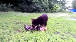 Бельгийская овчарка и немецкая овчарка.