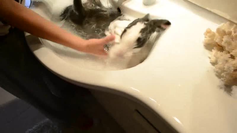 Bunny takes a shower