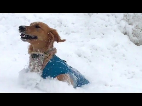 Dogs loves to jump in snow