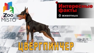 Цвергпинчер - Интересные факты о породе  | Собака породы цвергпинчер