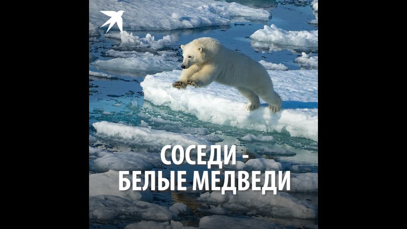 Соседи белые