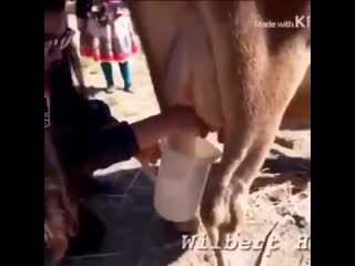 Не доярка она, явно не доярка porn video on BrownPorn