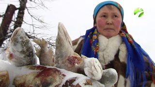 Полярные истории: “Душа тундры“
