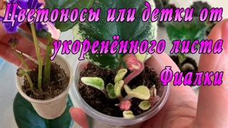 Цветоносы или детки от укоренённого листа Фиалки