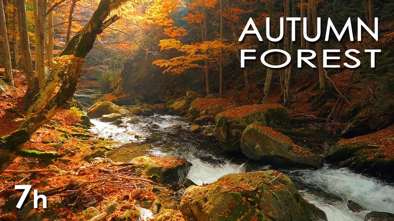 Autumn Forest River Sounds Relaxing Nature Video White Water HD