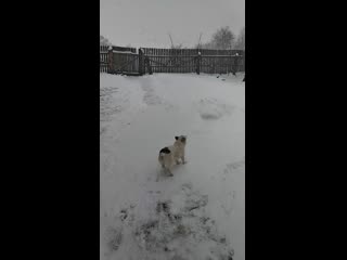 новий рік з снігом!