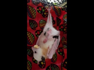 Tal'ngai Dha'run | Megabat | Leucistic Grey-headed Flying-fox Fruit bat
