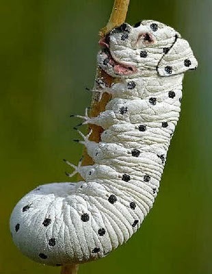 №6, Алина Мохитова №6, Алина Мохитова