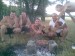 Руслан Сальцев фотография #49