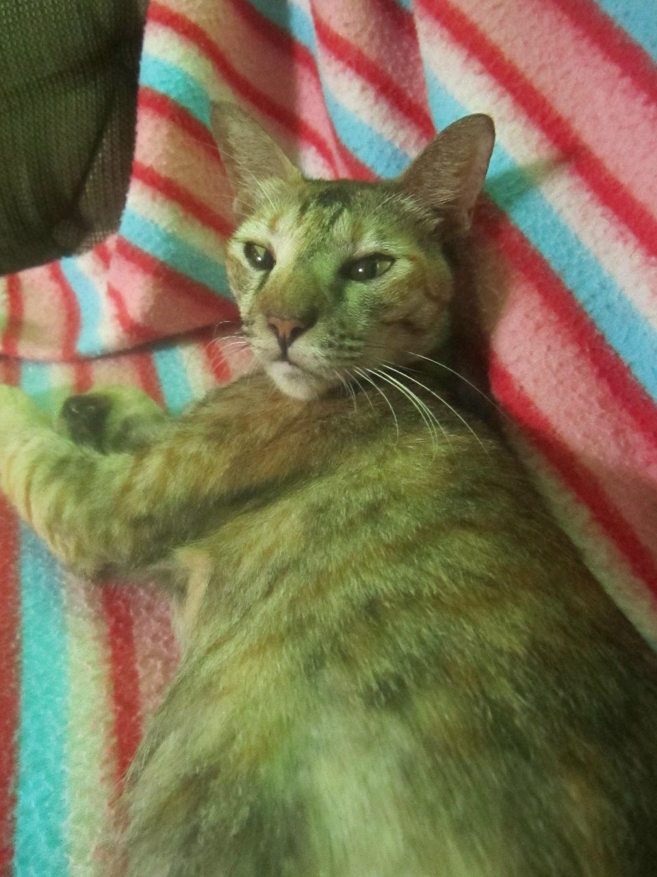 Pocari Sweat | Denpasar