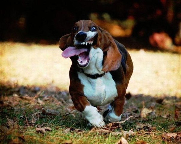 Рамиз Елчиев ˙·٠•●๑ ۩(G_r_a_F)۩๑●•٠·˙ | 