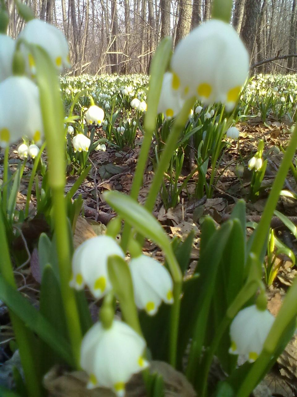 Олена Баланович | 