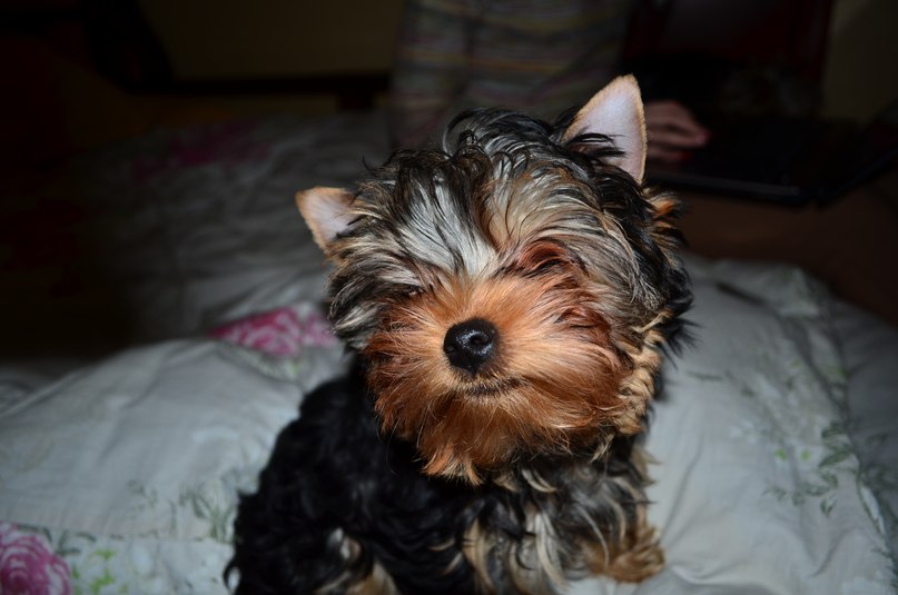 Виталий Вешкин iostream | Макеевка