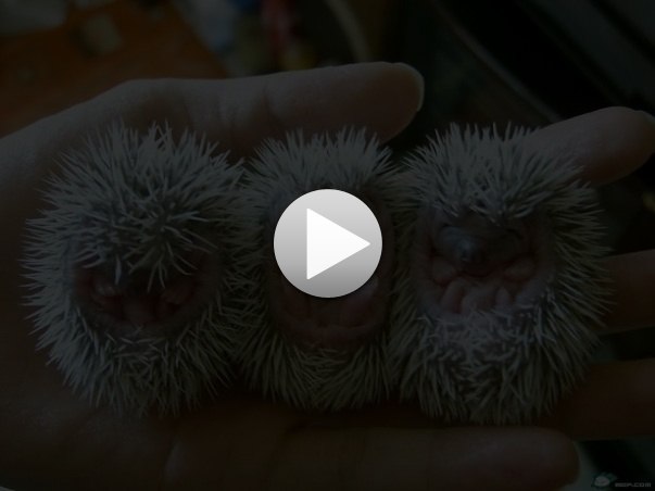 Дмитро Сивко | Малин